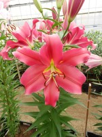 [3166 Sensi World B No02.JPG]